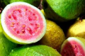 GUAYABA FRESCA